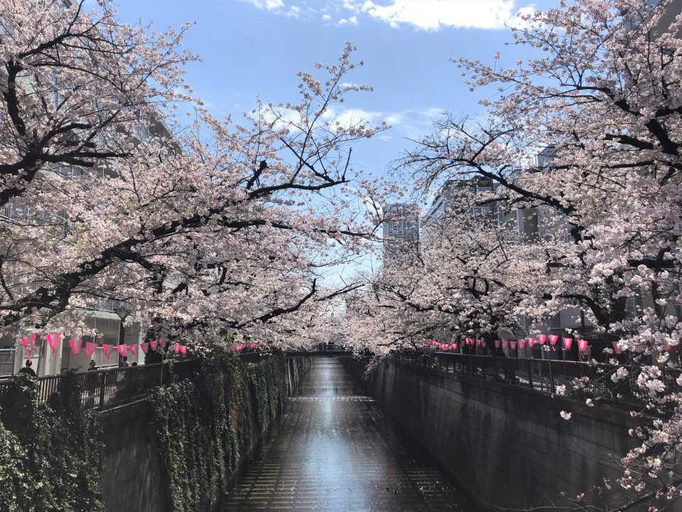 桜の様子は！？の画像